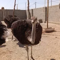 شترمرغ پرواری مثبت ۸۵ کیلو