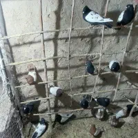 کبوتر|پرنده|بجنورد, |دیوار