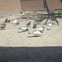 رنگی ۱۵ عدد