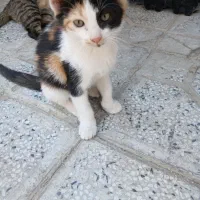 واگذاری گربه
