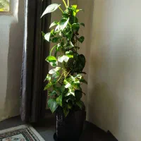 گل پتوس با گلدون سفالی