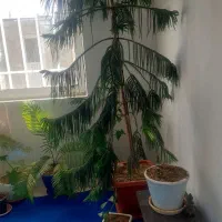 گل های طبیعی