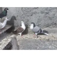 فروش کفتر ساده
