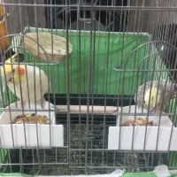 عروس هلندی