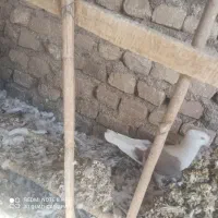 کفتر پرشی