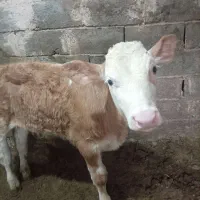 فروش گوساله سیمینتال نر درجه یک