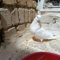 کبوتر سفید