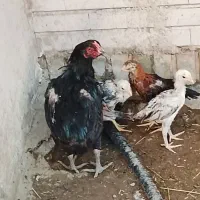 فروش مرغ لاری با چهار تا جوجه  دوماهه