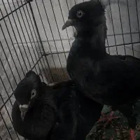 سیاه بوشهری