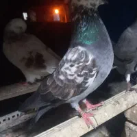 کبوتر پرشی تکپر