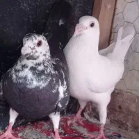 کبوتر سوسکی و سفید