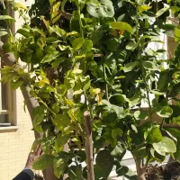 پیوند درخت کوثر