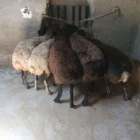 گوسفند بره  میش