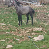 اسب فروشی