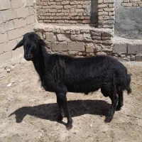 قوچ نر