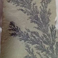 فسیل
