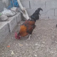 دو عدد خروس