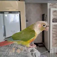 گیرینچیک سخنگو