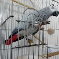 کاسکو دستی سخنگو معاوضه