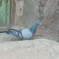 سبز آلمان ماده پرشی