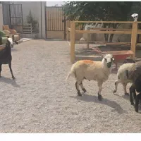 گوسفند در زرند