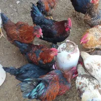 تعداد30عددخروس جوان