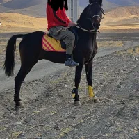 فروش استثنایی سیلمی باشجره قوی مدارک تکمیل