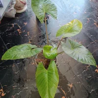 گل بابا آدم سرحال