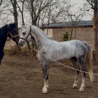 اسب عرب مصری