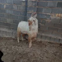 چپش شاخ انبری دوبر