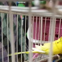 مرغ عشق عروس هلندی  مینا قناری