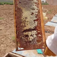 عسل یونجه برداشت امسال کاملا طبیعی
