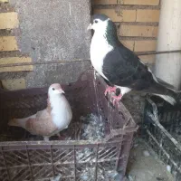 کبوتر برایه فروش