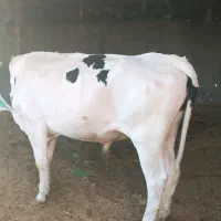 گاو نر