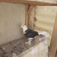 کفتر