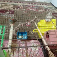 یک جفت فنچ توخم گزار