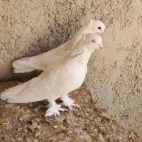 کبوتر بوشهری