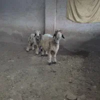 میش داشتی