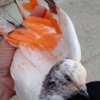 دو تا پرشی حسابی جفتش ۴۷۰