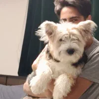 واگذاری بول تریر  ماده ۹ماهه