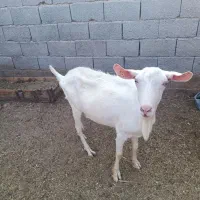 گوسفند
