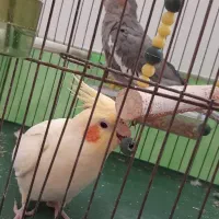 دوعددعروس هلندی نروماده باقفس ووسایلشون