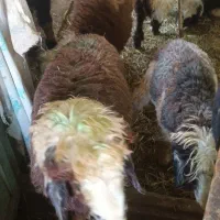 ۱۵ راس بره شیری