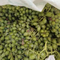 غوره ترش      غوره دیوانه