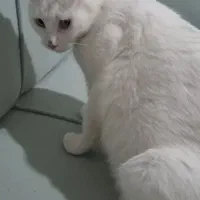 گربه باردار ملوس و مهربون
