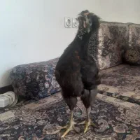 جوجه رسمی لهستانی