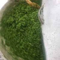 نیروی کار خانوم