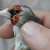 سهره دورگ کرواتی ناخن سفید