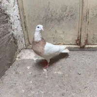 کبوتر|پرنده|مشهد, رسالت|دیوار