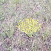زمین ۱۱۲ متری سرتل (کوچه ایلیکا)